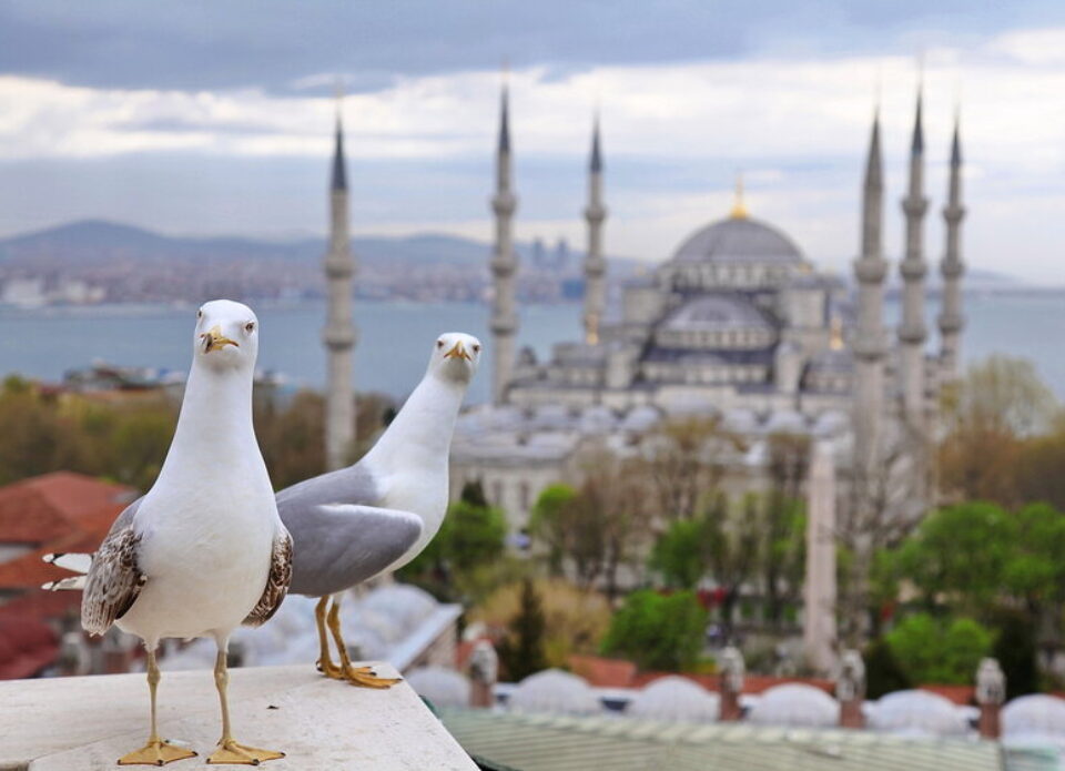 Руслан СЕГЕНЮК: «В эти дни Стамбул принадлежит чайкам, котам и немногим туристам!»